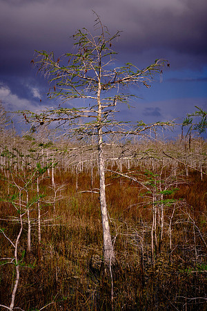 Cypress Forest, Freshwater Marl Prairie, Everglades National Park