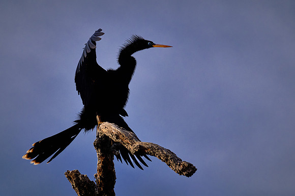 Anhinga