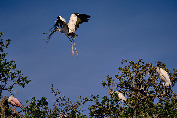 Wood Stork
