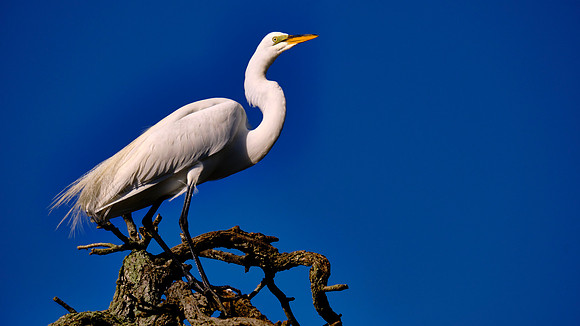 Great Egret, Alligator Farm Zoological Park, St. Augustine, Florida