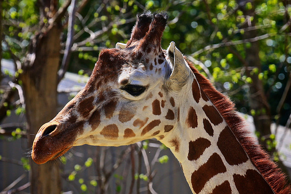 2014 March - Columbia SC Zoo