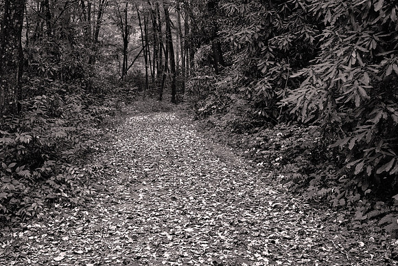 On the trail to Mingus Mill, GSMNP.
