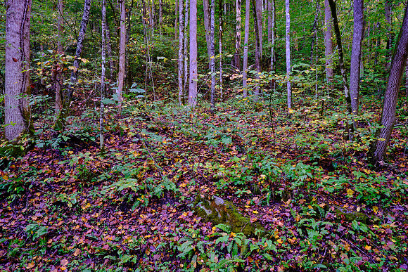 Straight Fork - Raven Fork, GSMNP