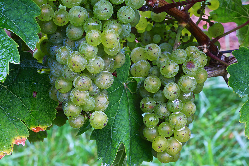 Shelton Vineyards