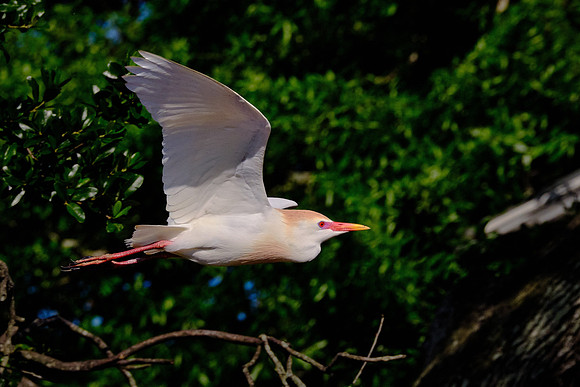 Cattle Egret
