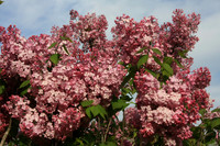 2008 May - MN Arboretum