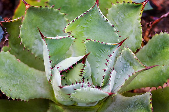 Daniel Stowe Botanical Gardens