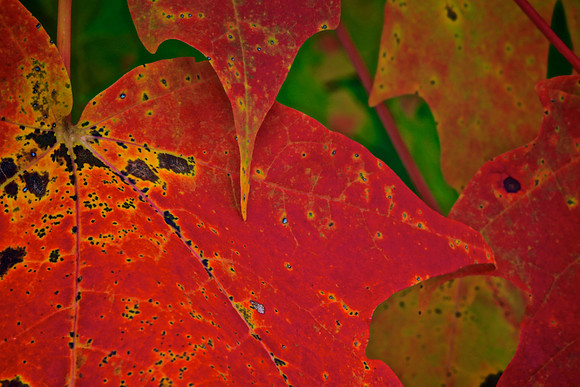 Lake Norman State Park - Fall Color