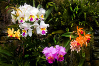 2008 April - Daniel Stowe Botanical Gardens, NC