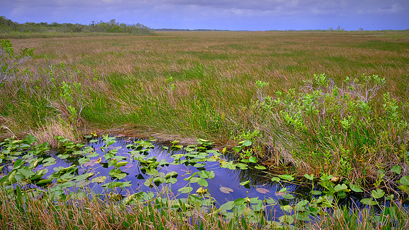 Freshwater Marl Prairie, Everglades National Park