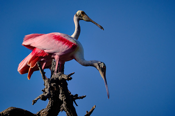 Roseate Spoonbill