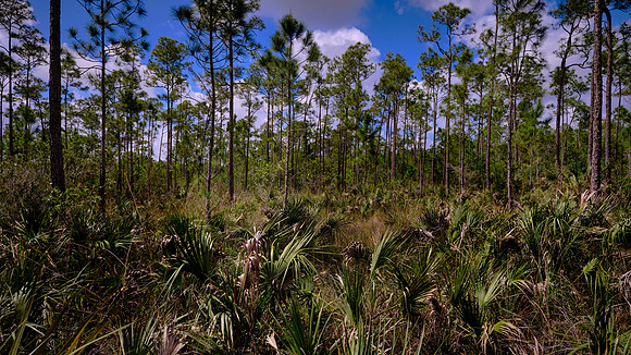 Mahogany Hammock, Everglades National Park