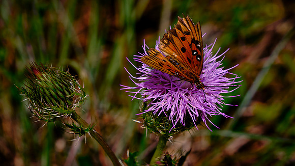Gulf Fritillary butterfly on Purple Thistle, Mahogany Hammock, Everglades National Park