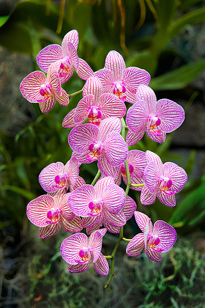 Daniel Stowe Botanical Gardens