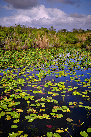 Freshwater Marl Prairie, Everglades National Park
