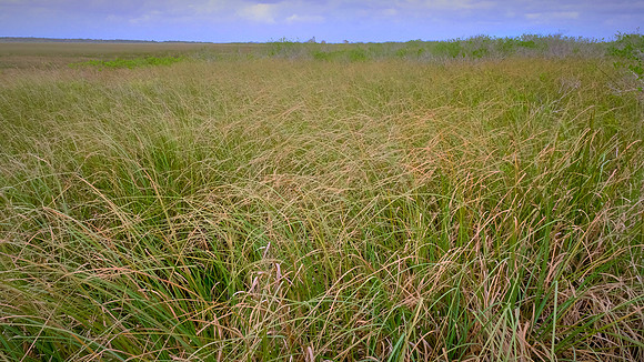 Freshwater Marl Prairie, Everglades National Park
