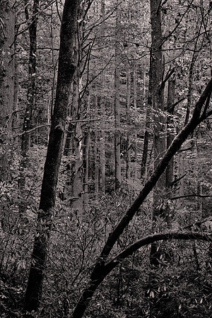 Straight Fork - Raven Fork, GSMNP