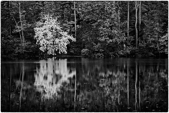 Lake Norman State Park - Fall Color