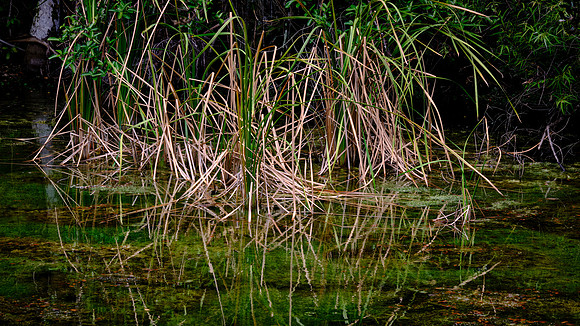 Mahogany Hammock, Everglades National Park