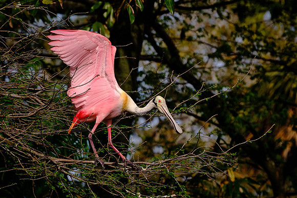 Roseate Spoonbill