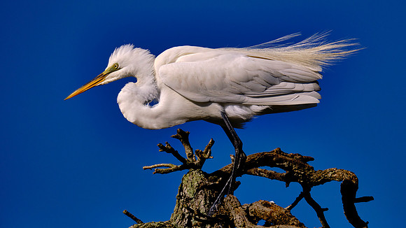 Great Egret, Alligator Farm Zoological Park, St. Augustine, Florida