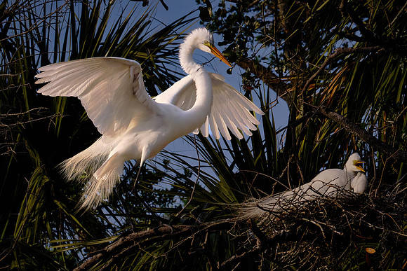 Great Egret