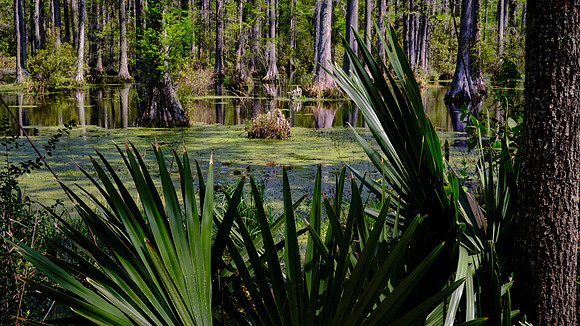 Cypress Gardens, Moncks Corner, SC