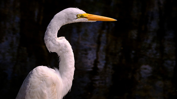 Great Egret, on the Loop Road in Big Cypress Swamp, Big Cypress National Preserve
