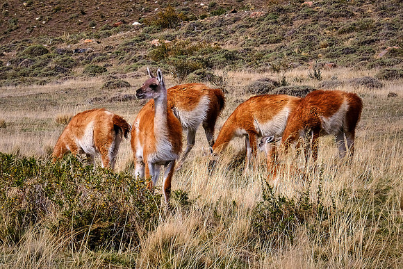 Torres del Paine National Park, Puerto Natales, Chile