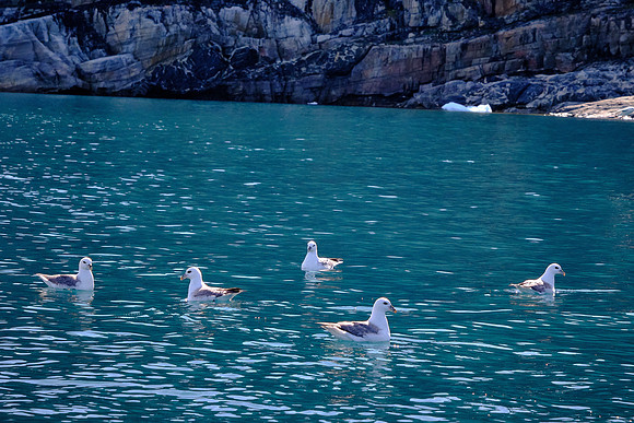 We came upon a colony of lesser black-backed gulls out on a feeding frenzy.