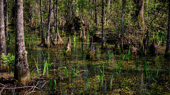 Cypress Gardens, Moncks Corner, SC