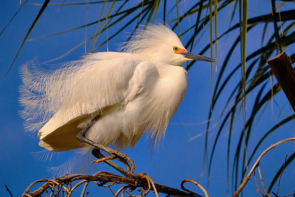 Snowy Egret