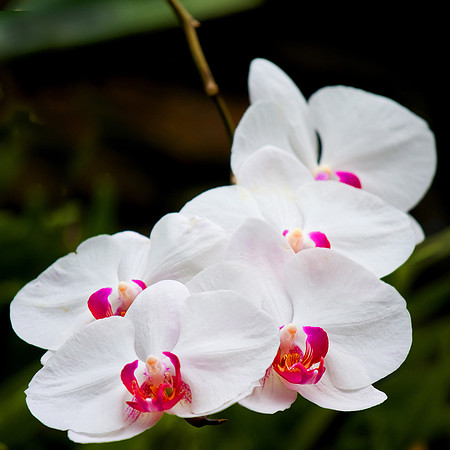 Daniel Stowe Botanical Gardens