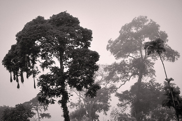 2011 May: Amazon River, Peru