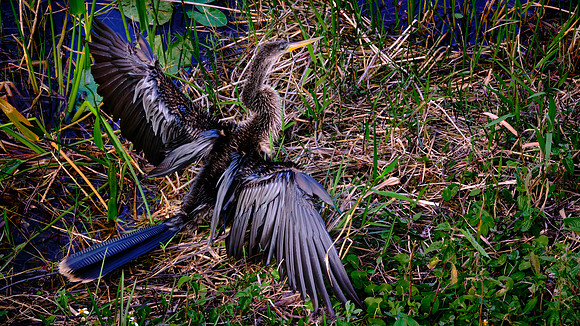 Anhinga drying wings on the Anhinga Trail, Royal Palm, Everglades National Park