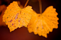 2013 Oct - Lake Norman State Park Fall Color