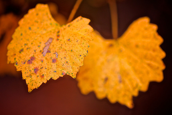 Lake Norman State Park - Fall Color