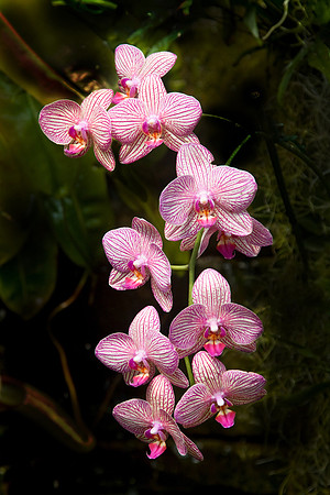 Daniel Stowe Botanical Gardens