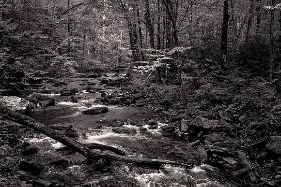 Straight Fork - Raven Fork, GSMNP