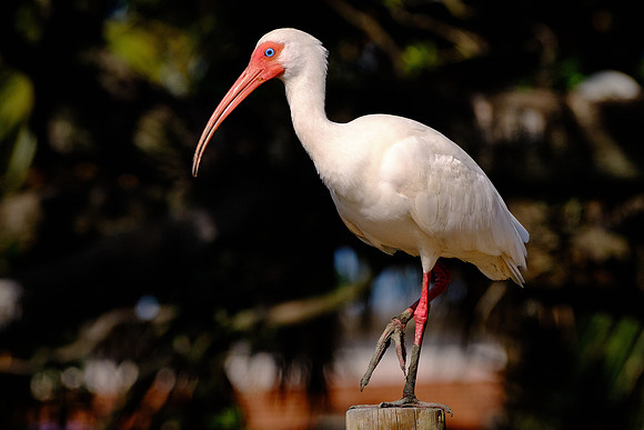White Ibis