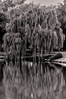 2022 Aug - A Few Old Trees in B&W