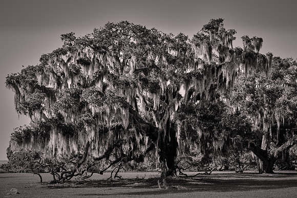 2018 December: Live oak, Plum Orchard, Cumberland Island, Georgia
