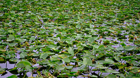 Freshwater Marl Prairie, Everglades National Park