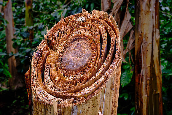 Plantains do not compete for the same soil nutrients that are required by the coffee trees.