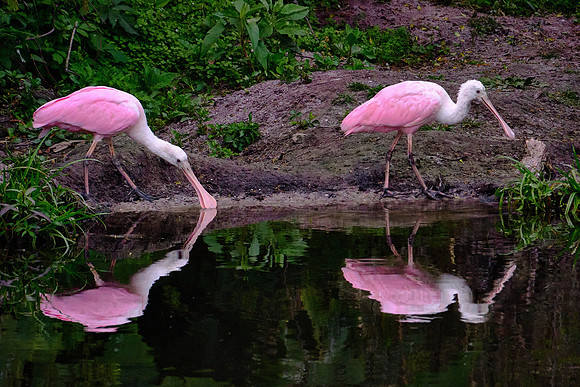 Roseate Spoonbill