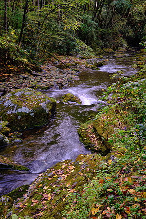 Straight Fork - Raven Fork, GSMNP