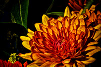 2013 Oct - Andrea's Flowers