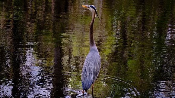 Great Blue Heron, Magnolia Plantation, Charleston, SC