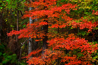 2013 Oct - Lake Norman State Park Fall Color