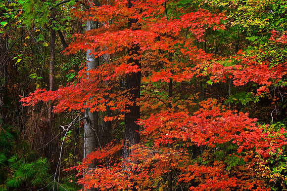 Lake Norman State Park - Fall Color